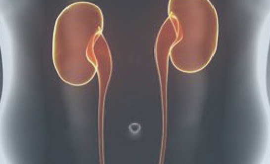 Renal function